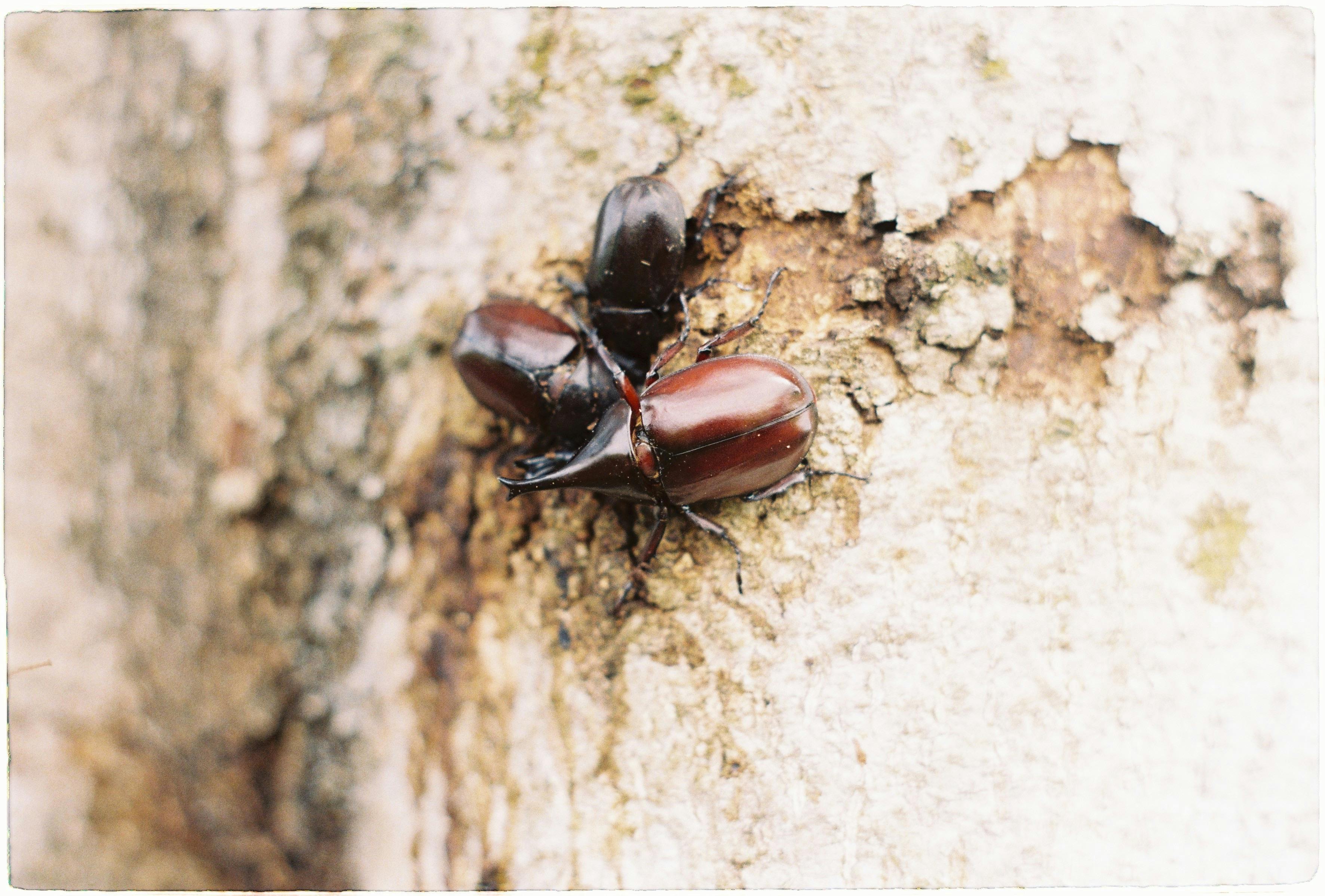 Common Wood Boring Beetles Thumbnail