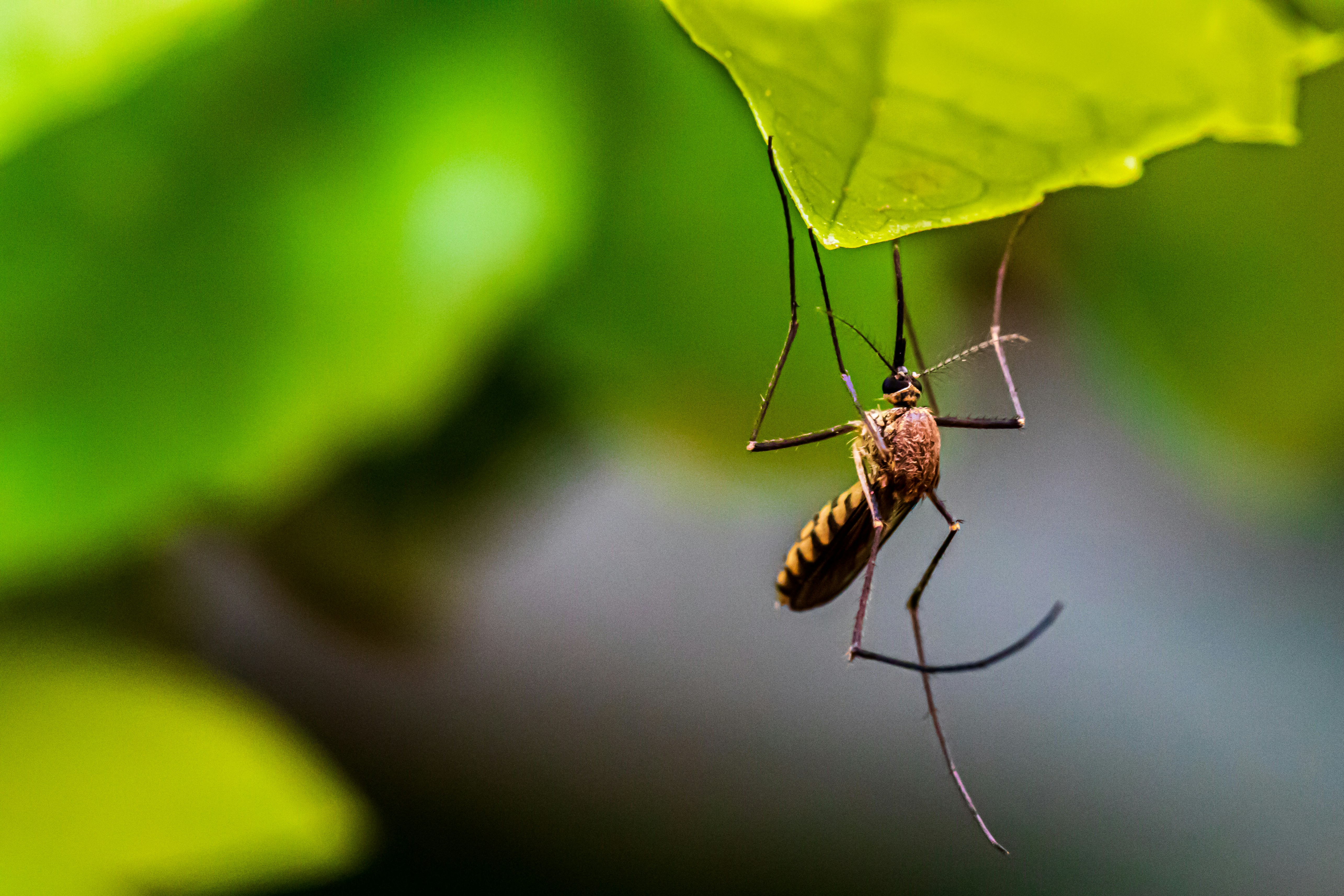 Advanced Mosquito Control Thumbnail