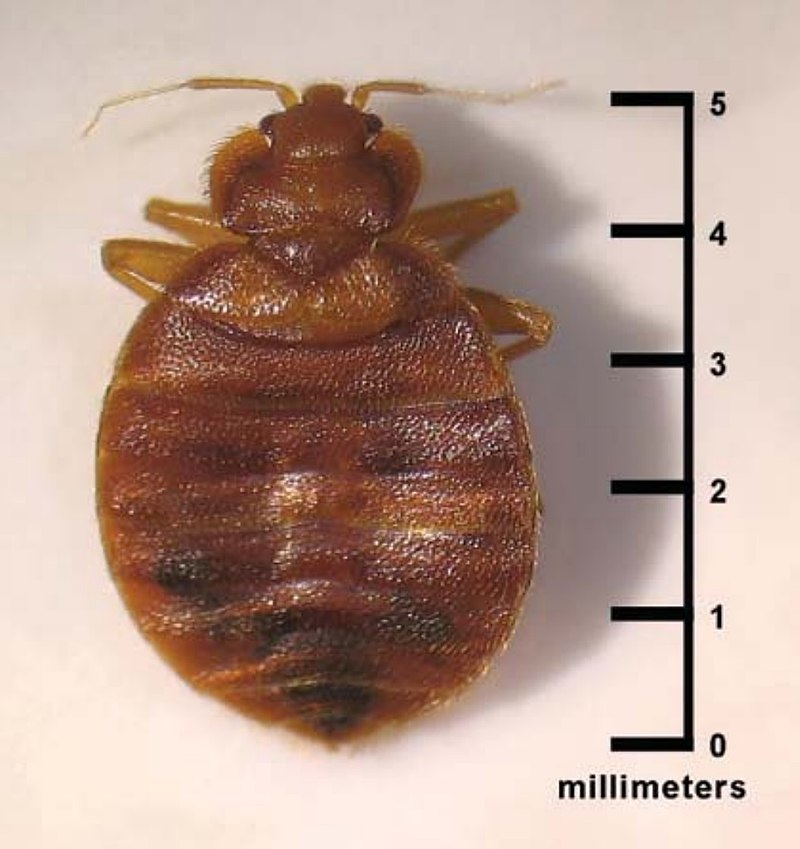 Bedbug with Measure