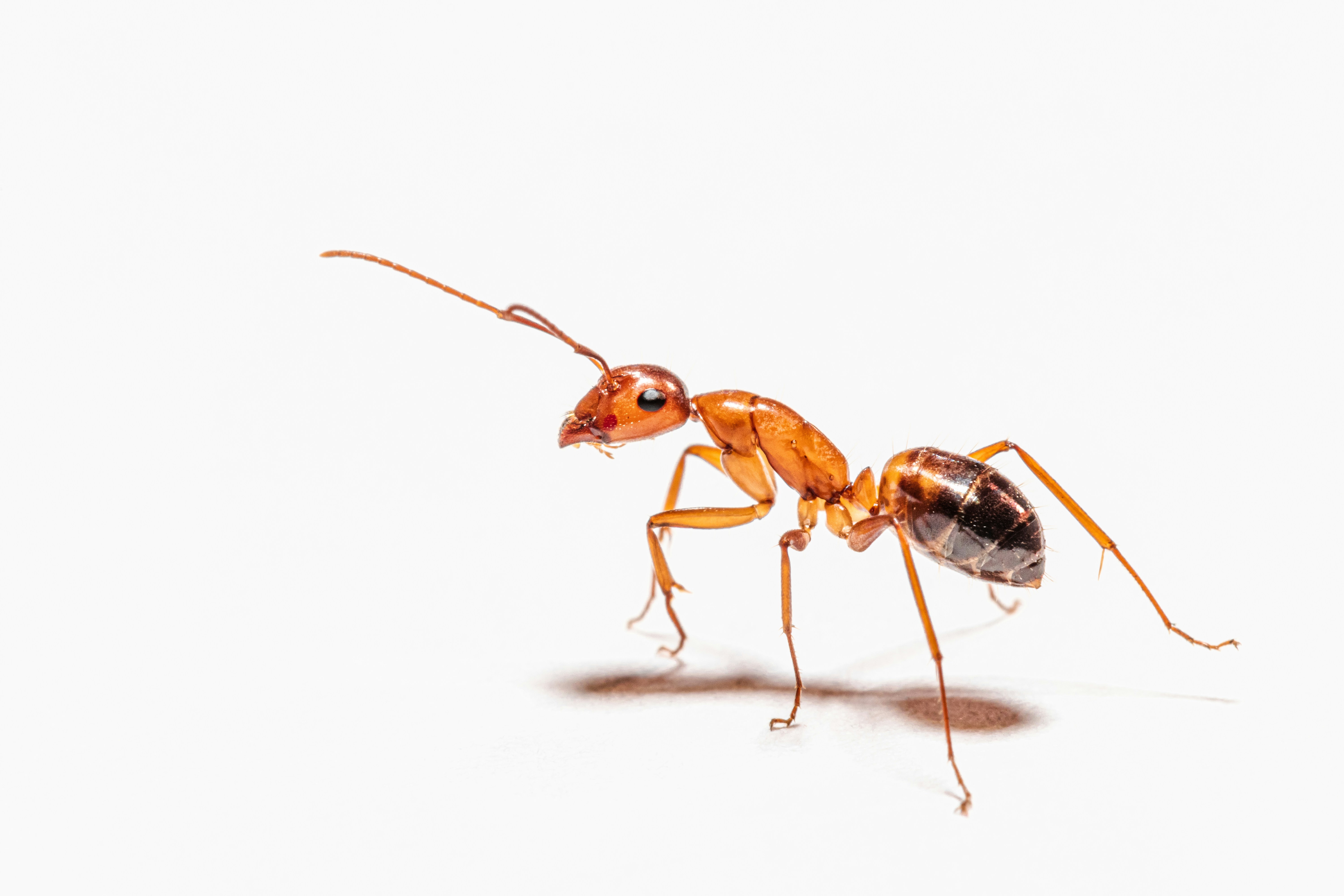 Argentine Ant