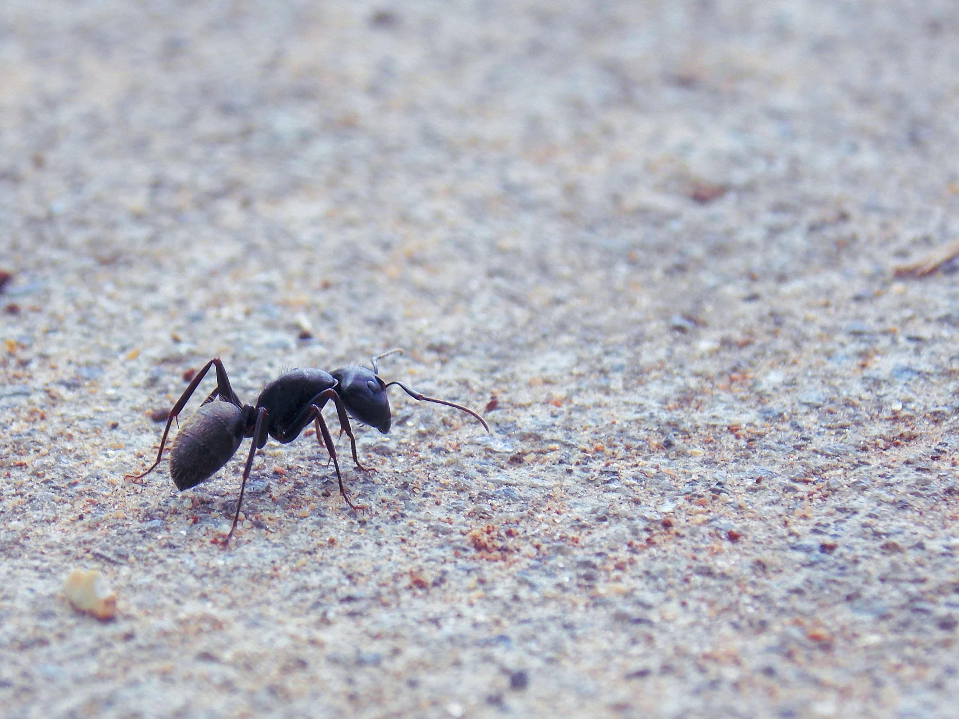 Pavement Ant