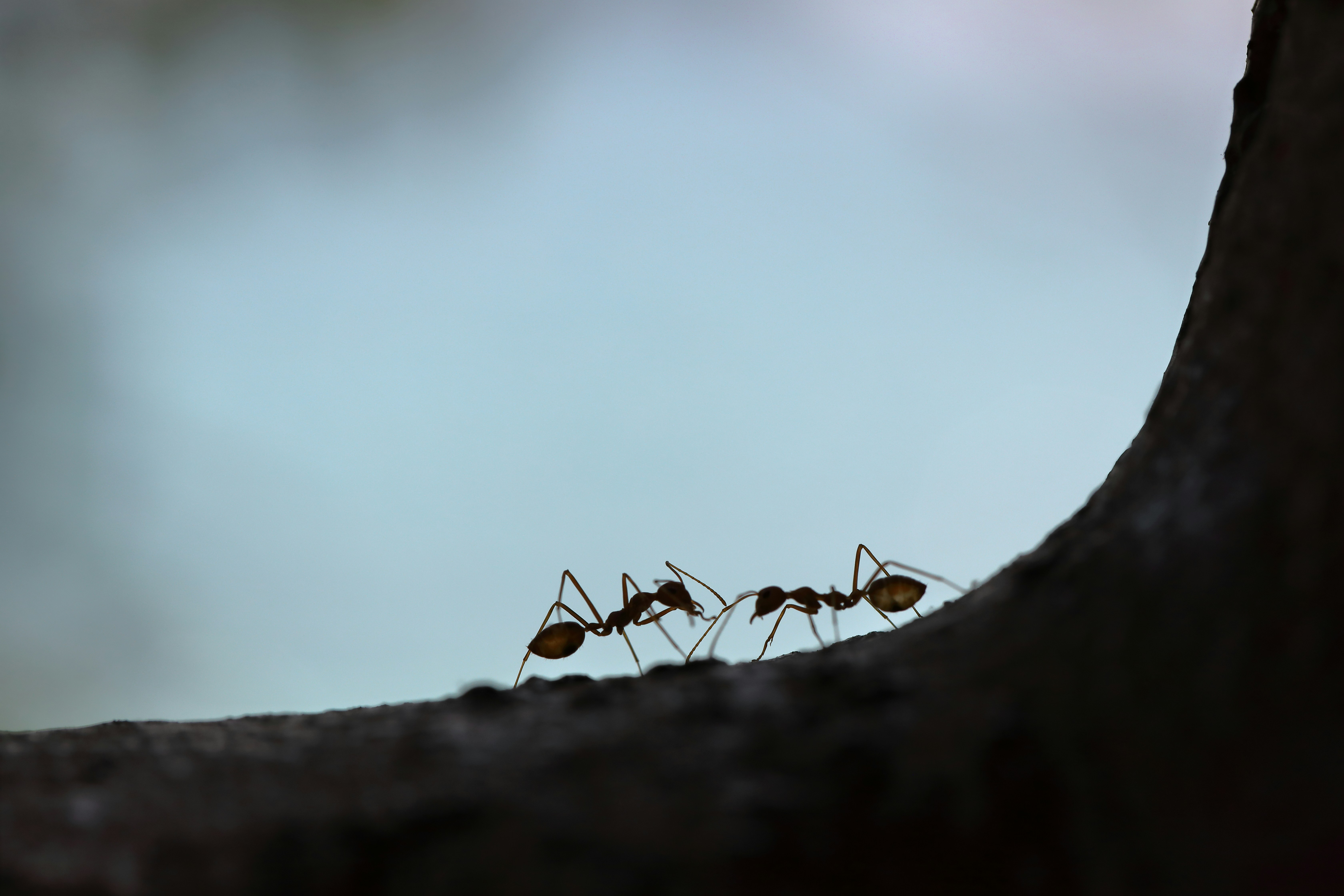 Ants Thumbnail