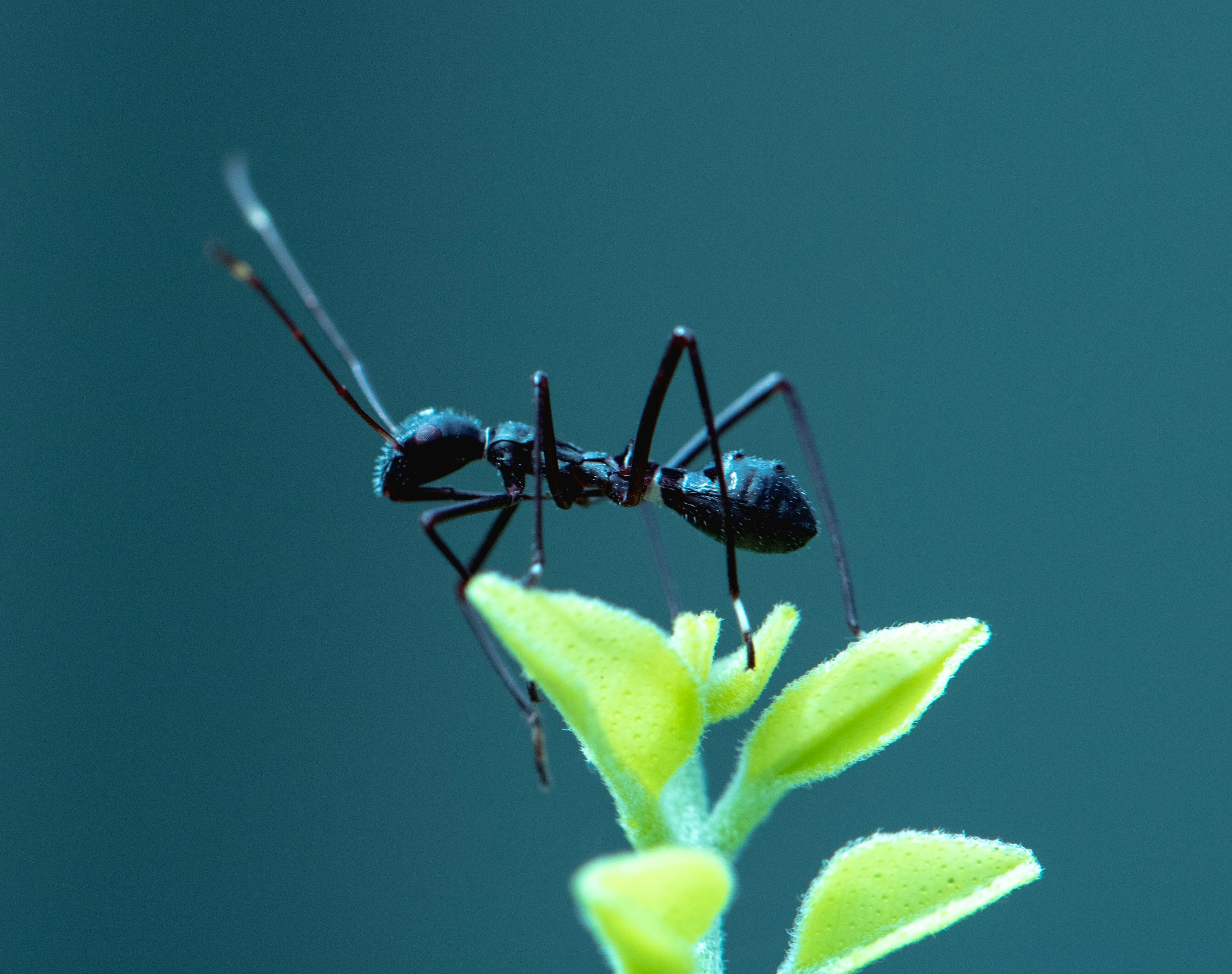 Carpenter Ant