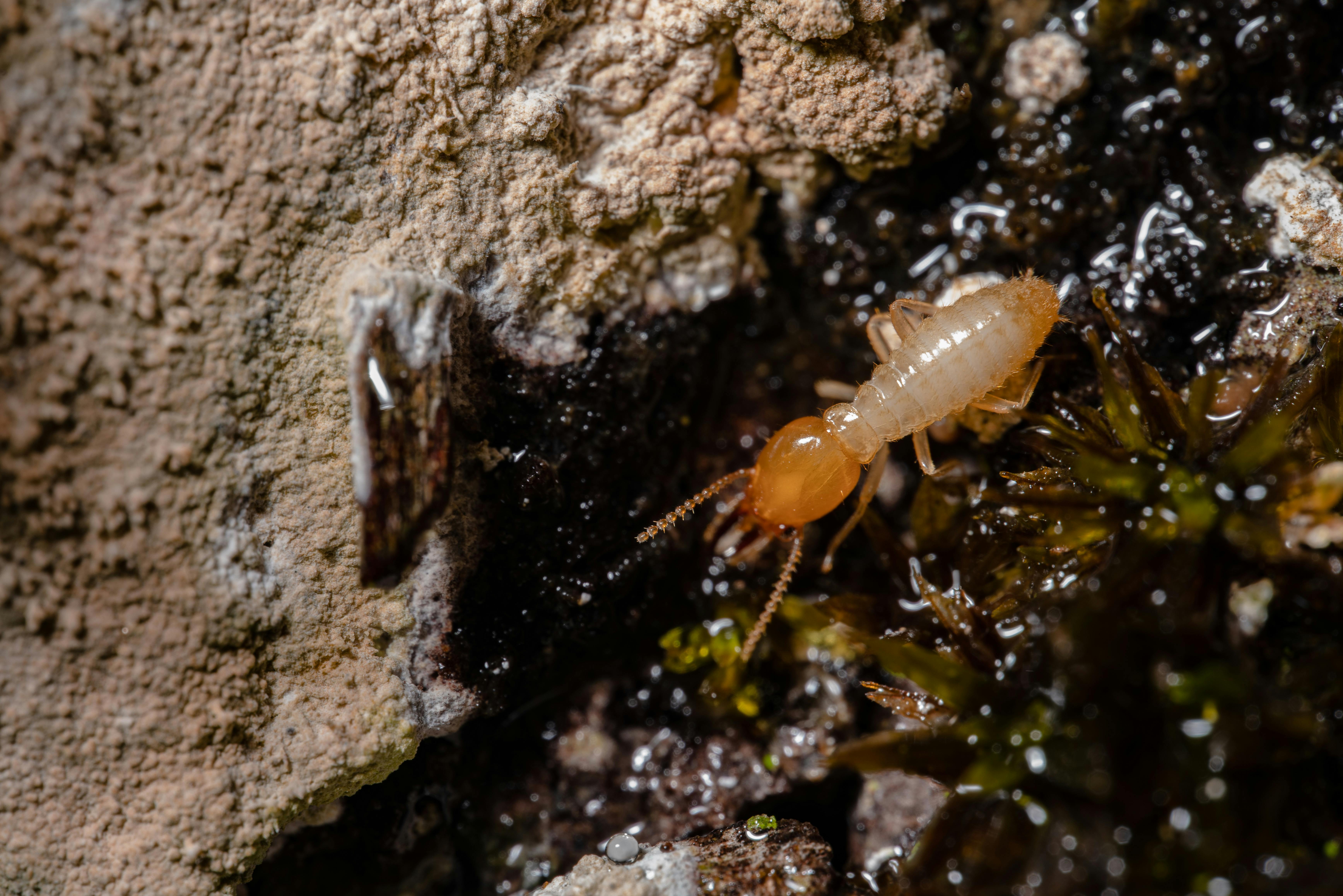 Termite 1